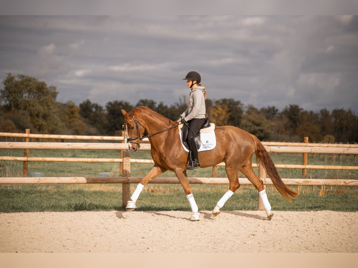 Oldenbourg Hongre 4 Ans 172 cm Alezan in montbrison