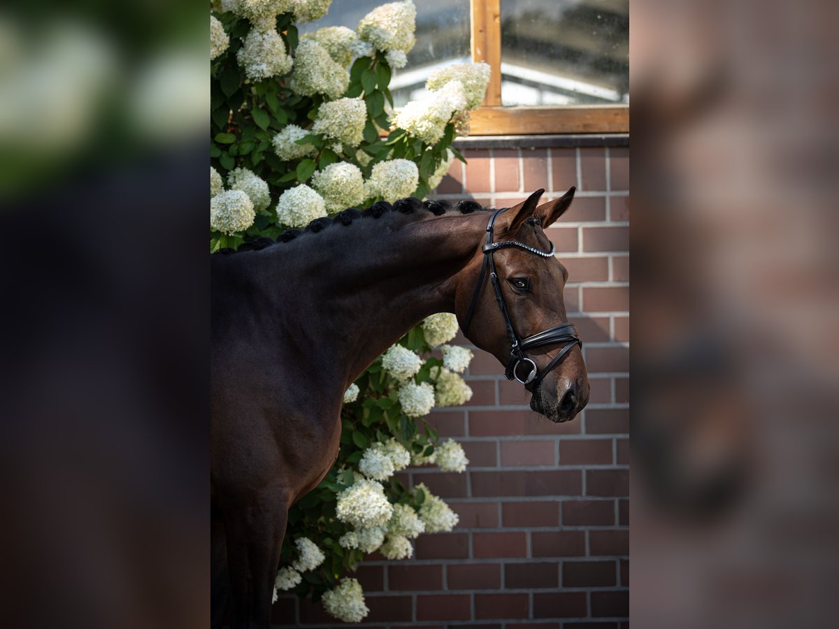 Oldenbourg Hongre 4 Ans 172 cm Bai brun in Drantum