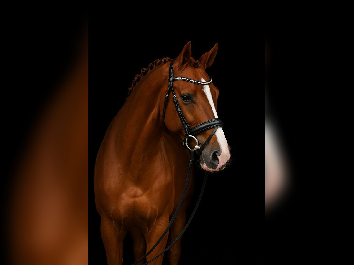 Oldenbourg Hongre 4 Ans 173 cm Alezan brûlé in Visbek