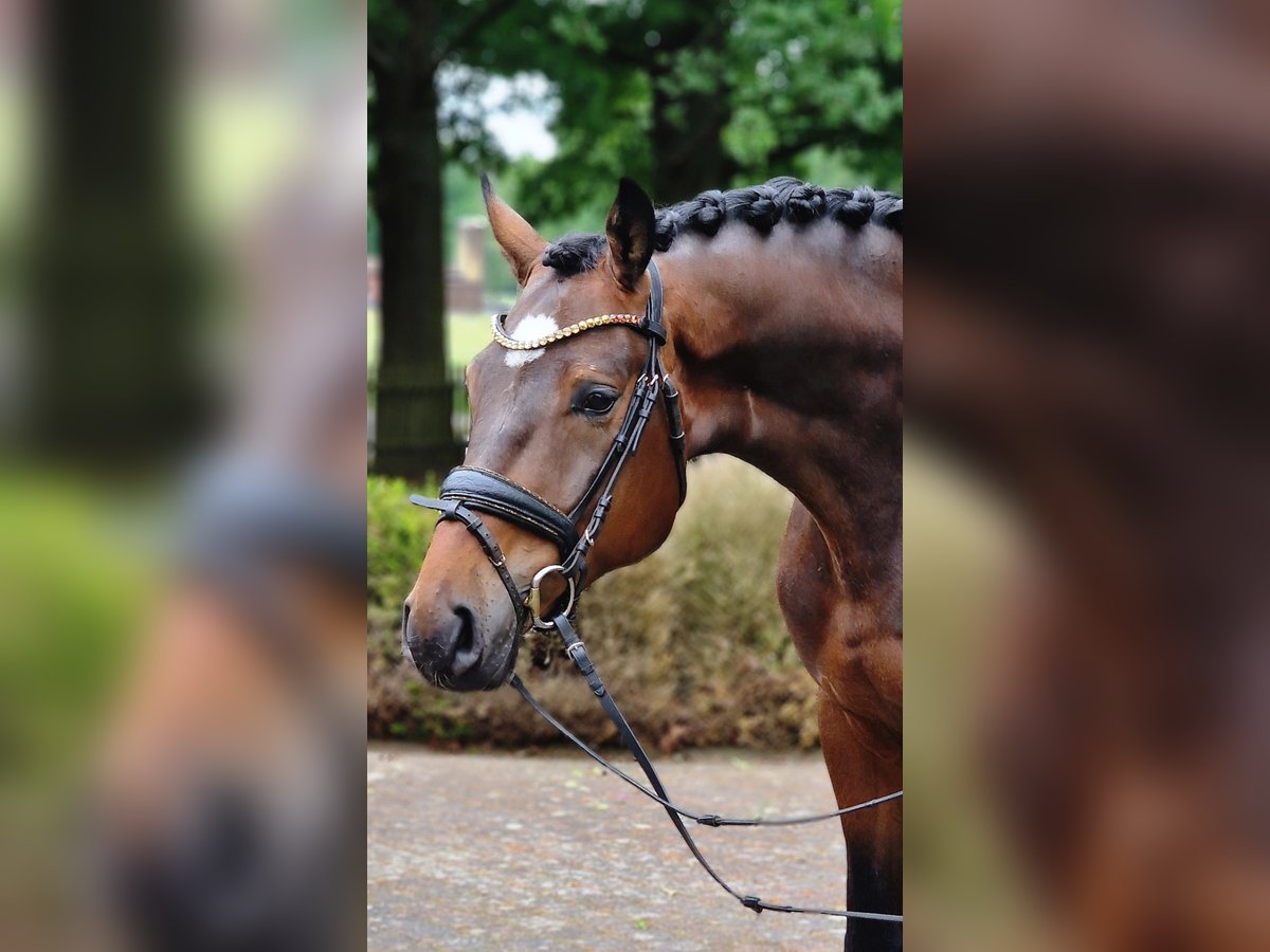 Oldenbourg Hongre 4 Ans 173 cm Bai in Warendorf