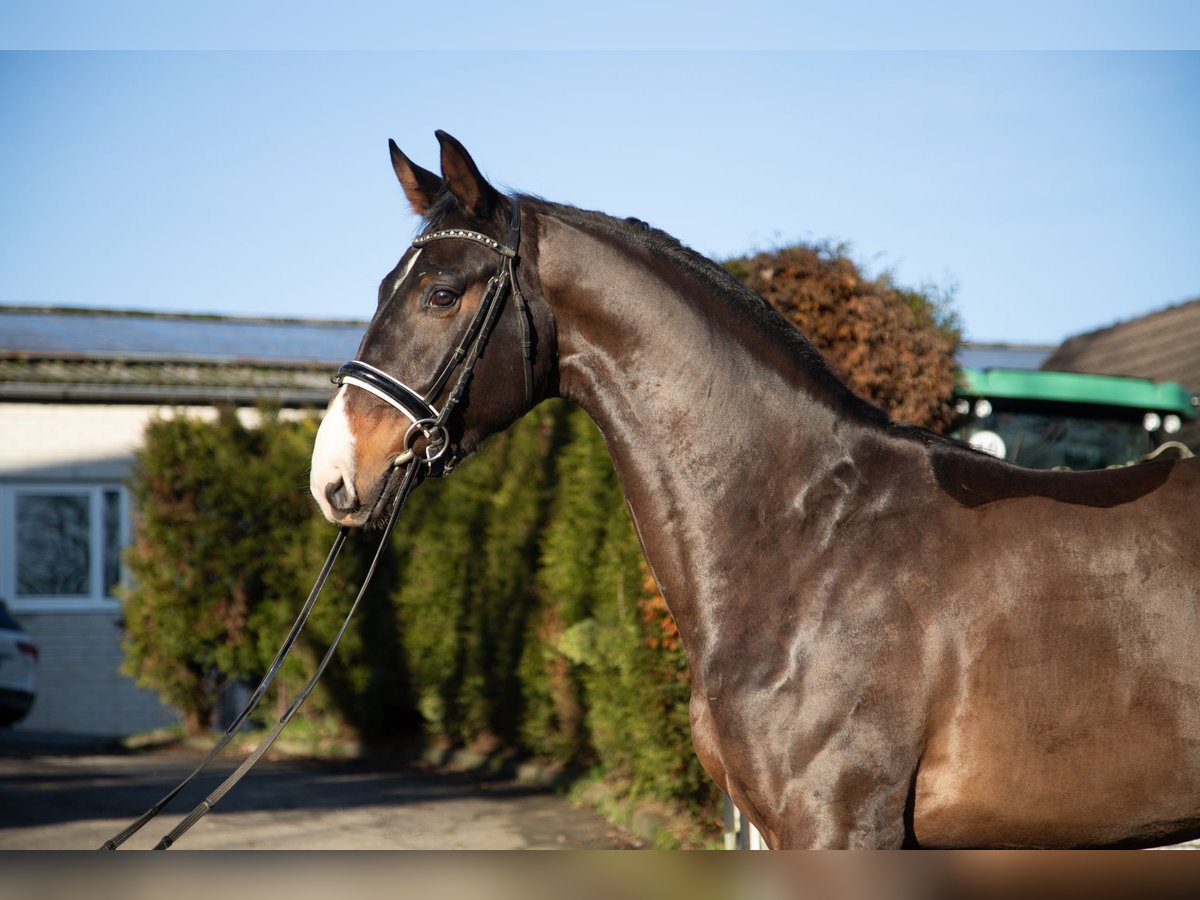 Oldenbourg Hongre 4 Ans 174 cm Bai brun in Kürten