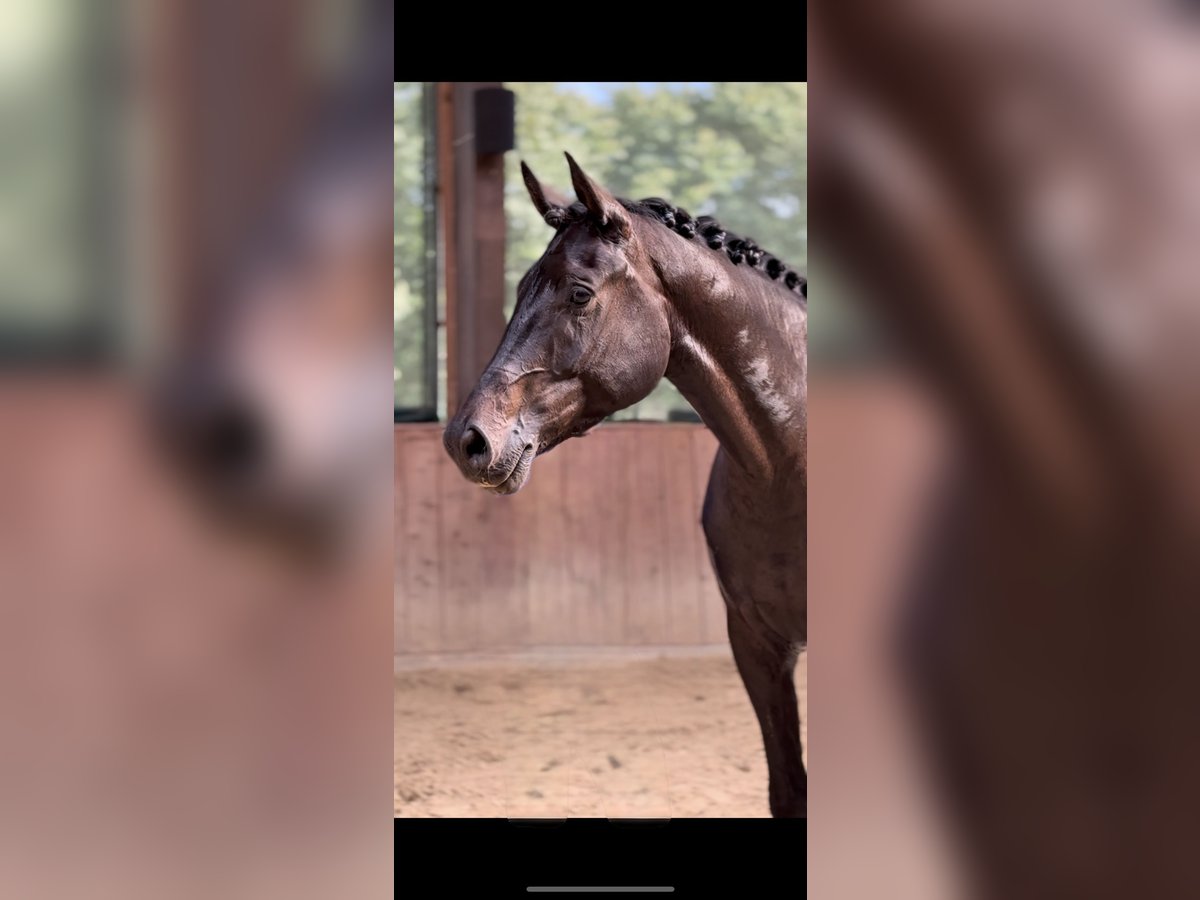 Oldenbourg Hongre 4 Ans 174 cm Bai brun foncé in Melle
