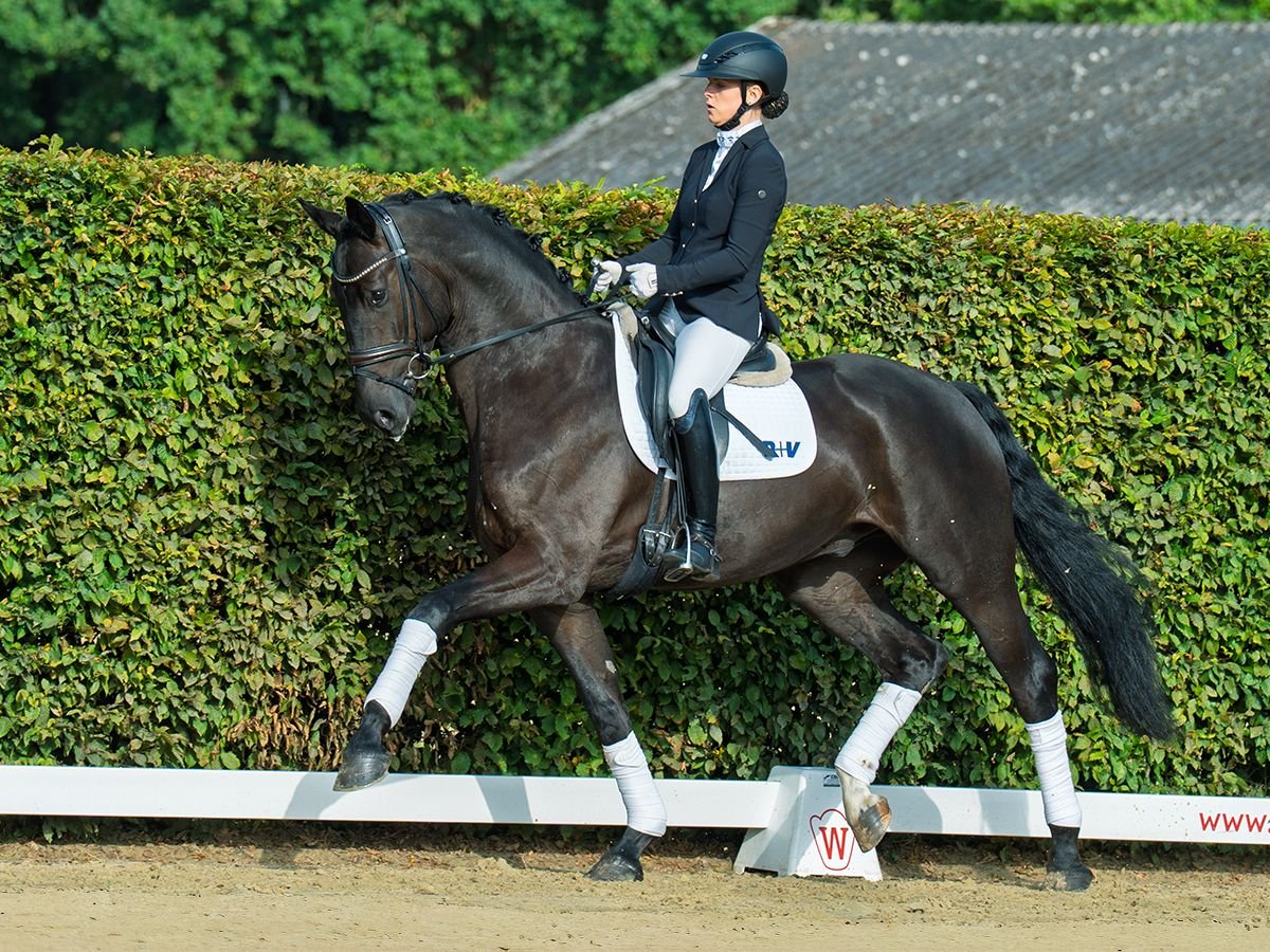 Oldenbourg Hongre 4 Ans 174 cm Noir in M&#xFC;nster-Handorf