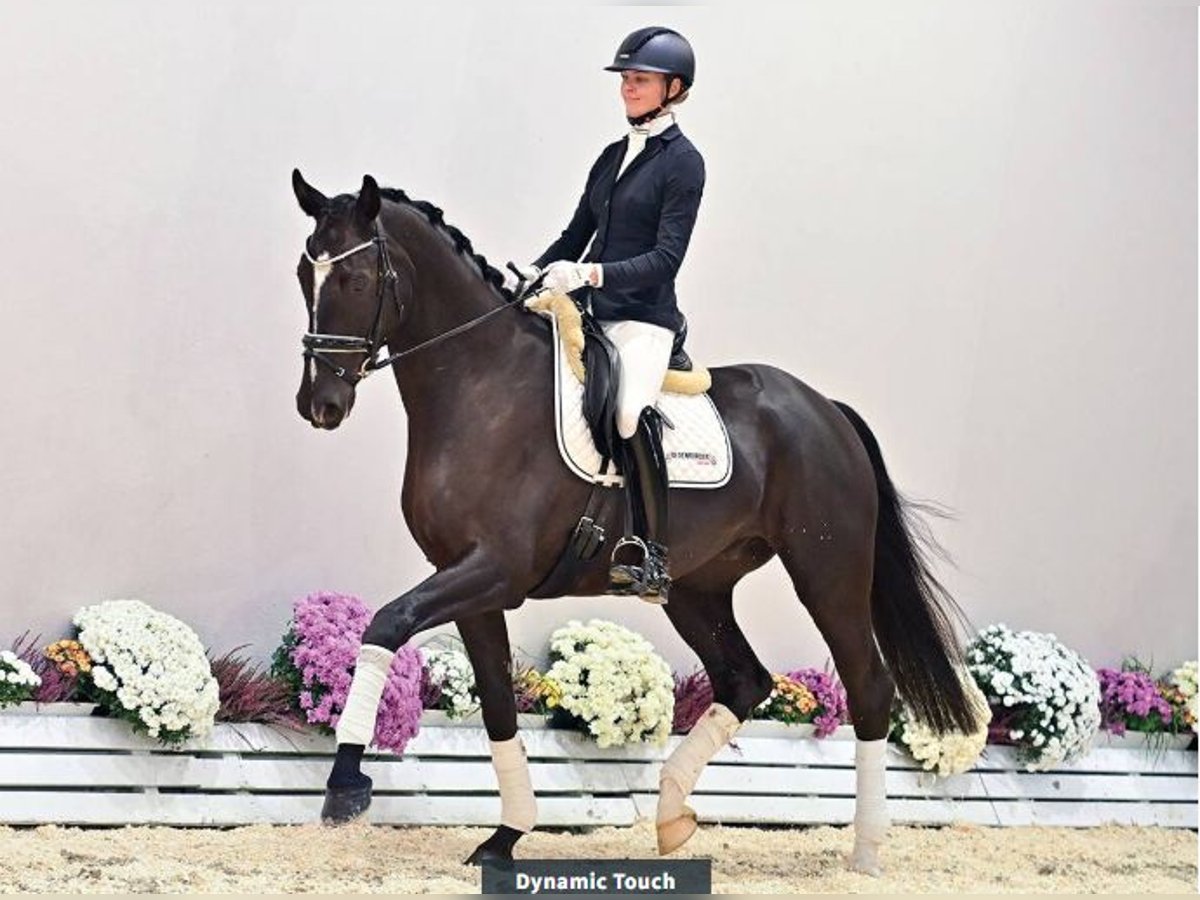Oldenbourg Hongre 4 Ans 174 cm Noir in Vechta