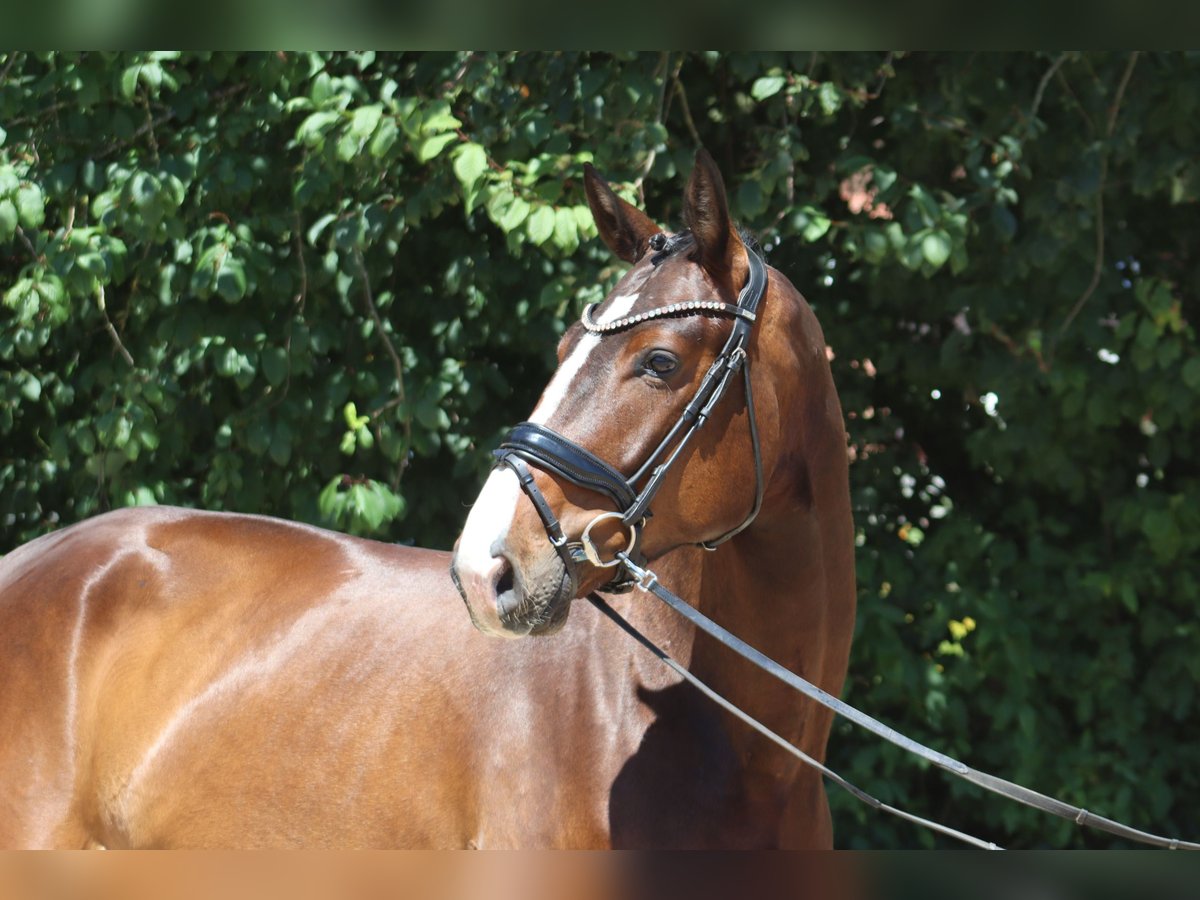 Oldenbourg Hongre 4 Ans 176 cm Bai brun in Ottersberg