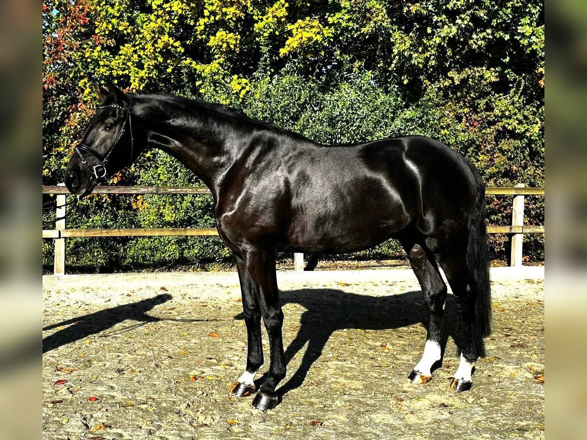 Oldenbourg Hongre 4 Ans 179 cm Noir in Lohne (Oldenburg)