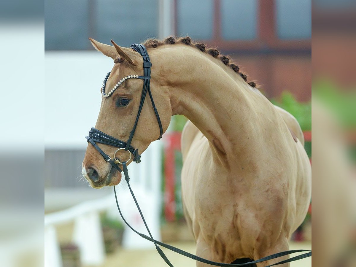 Oldenbourg Hongre 4 Ans Alezan in Münster-Handorf