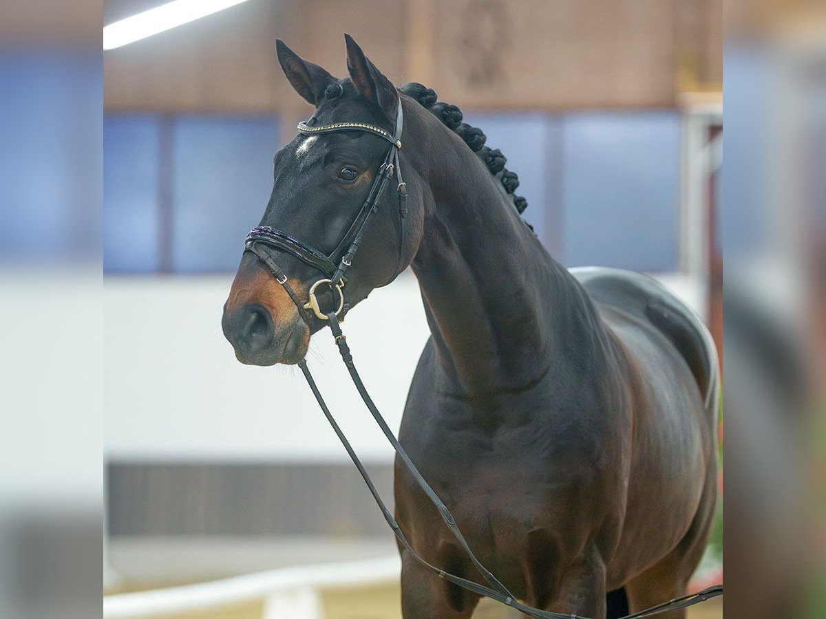 Oldenbourg Hongre 4 Ans Bai brun foncé in Münster-Handorf