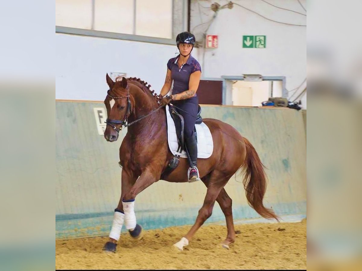 Oldenbourg Hongre 5 Ans 160 cm Alezan in Walddorfhäslach