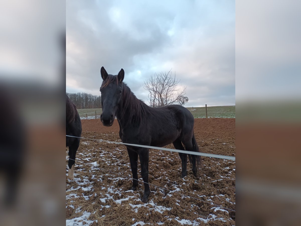 Oldenbourg Hongre 5 Ans 160 cm Bai brun foncé in Neukirchen/Pleiße