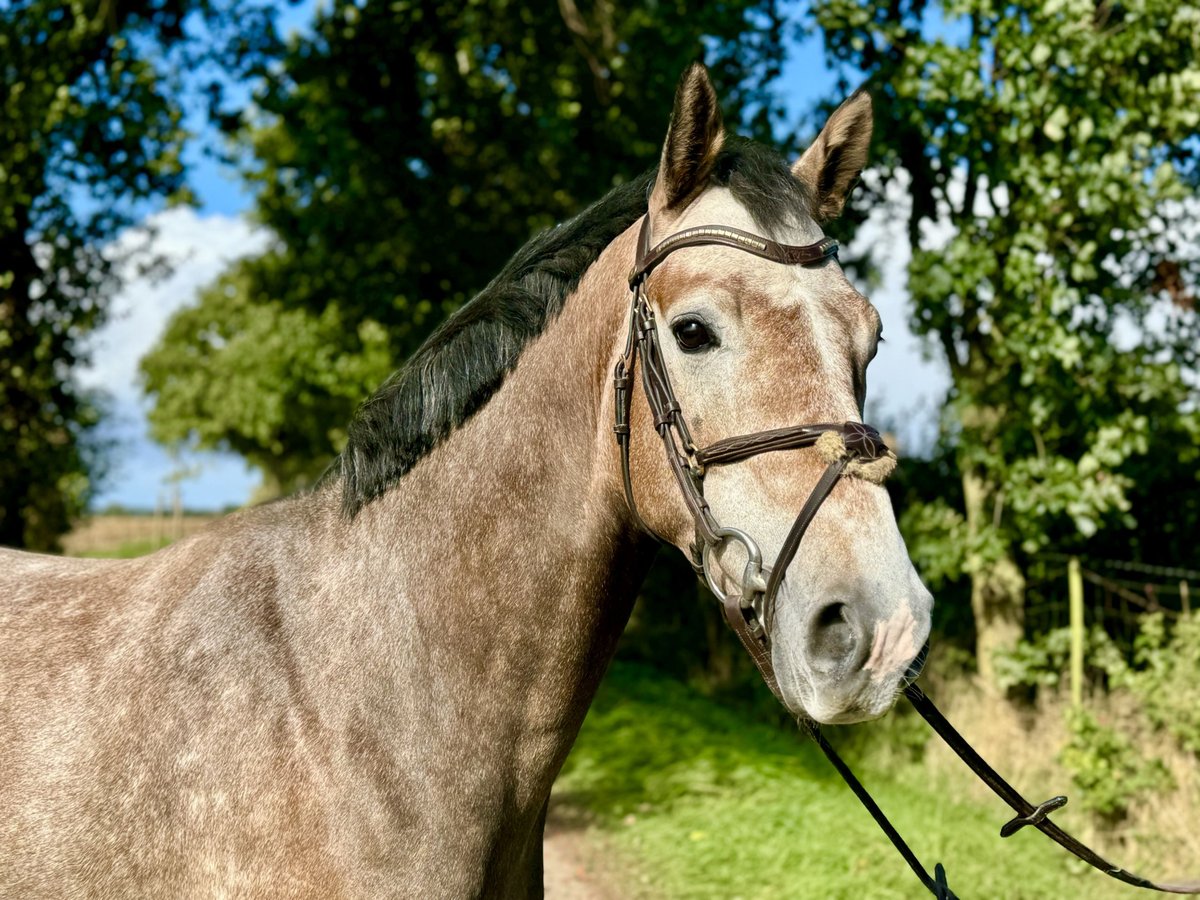 Oldenbourg Hongre 5 Ans 160 cm Gris (bai-dun) in Buxtehude