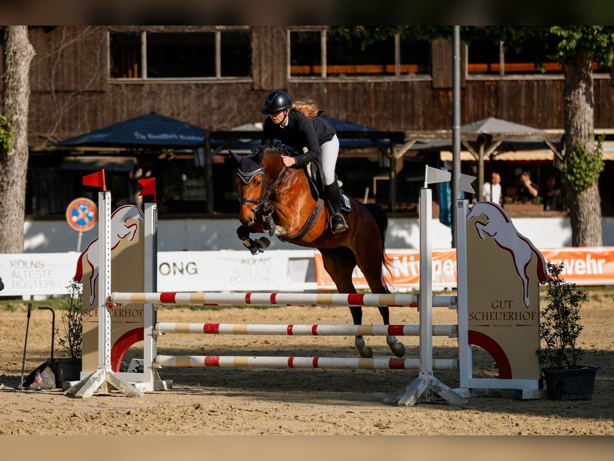 Oldenbourg Hongre 5 Ans 161 cm Bai in Overath