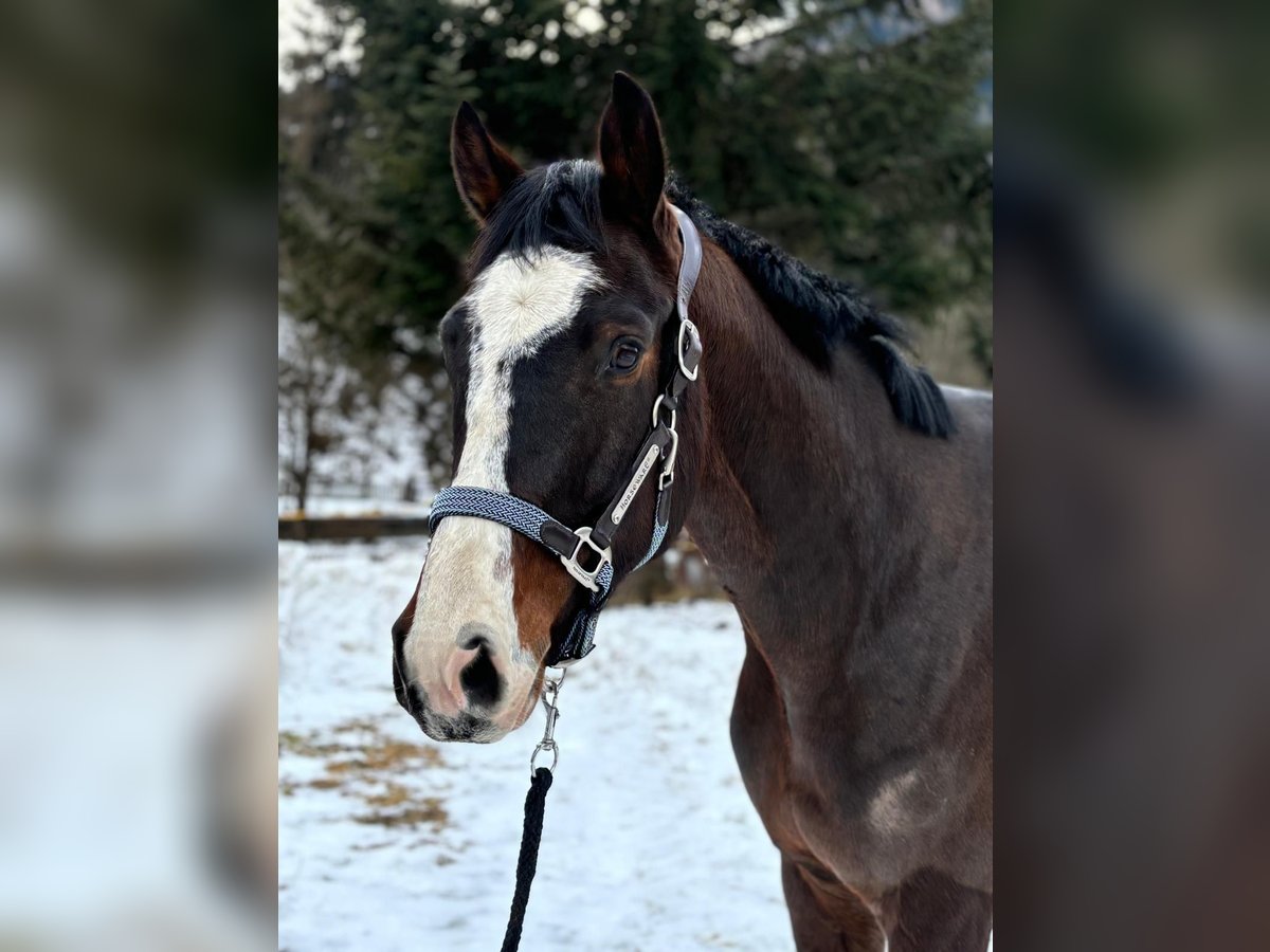 Oldenbourg Hongre 5 Ans 165 cm Bai brun in Schöder