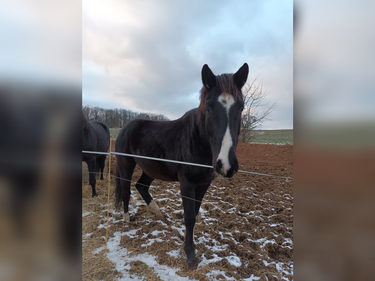 Oldenbourg Hongre 5 Ans 165 cm Bai brun foncé in Neukirchen/Pleiße