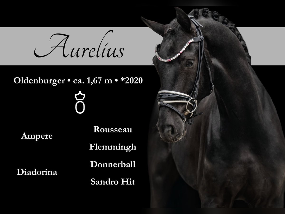 Oldenbourg Hongre 5 Ans 167 cm Noir in Wehringen