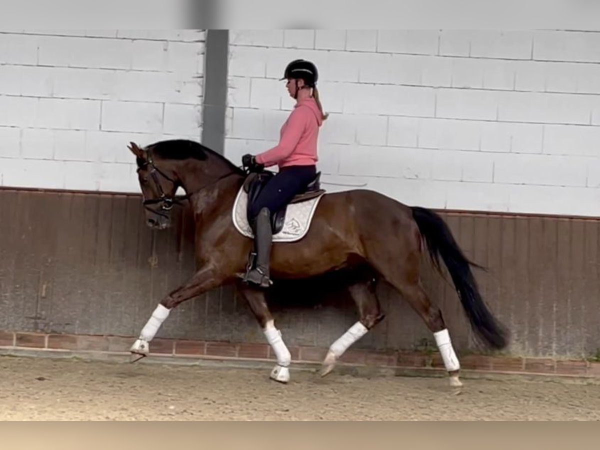 Oldenbourg Hongre 5 Ans 168 cm Alezan brûlé in Lohne (Oldenburg)