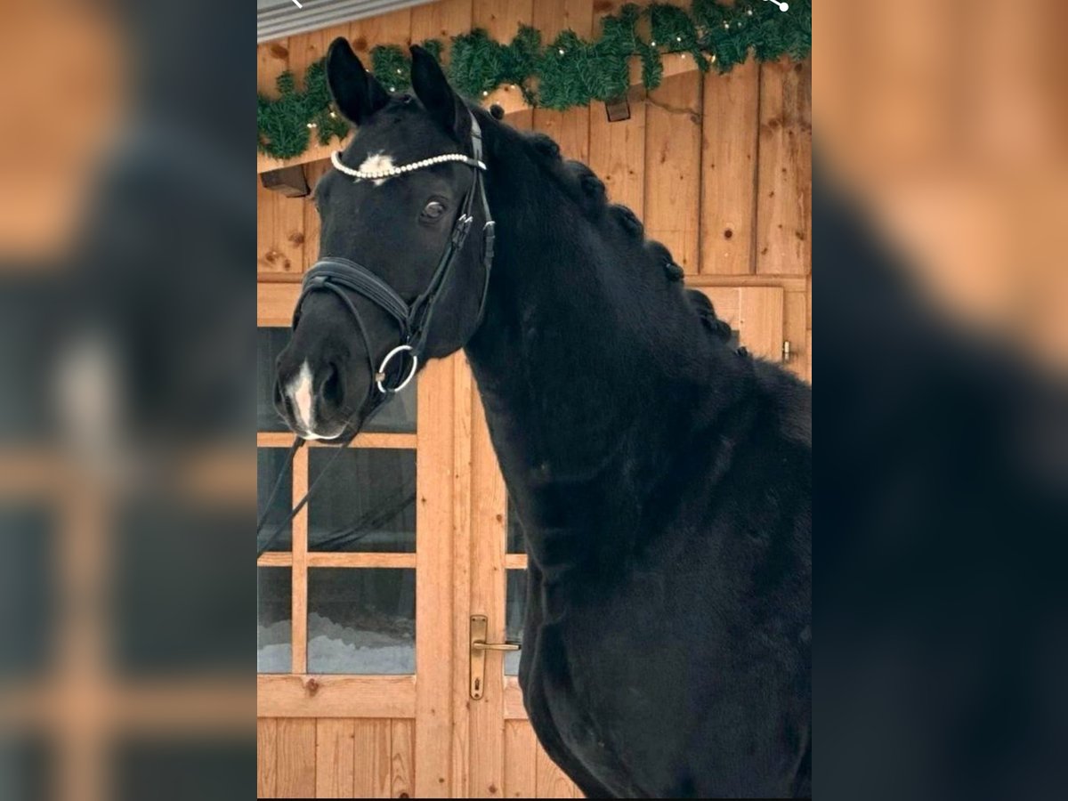 Oldenbourg Hongre 5 Ans 168 cm Noir in Mainburg