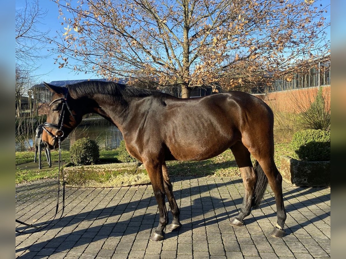Oldenbourg Hongre 5 Ans 169 cm Bai in Altenberge