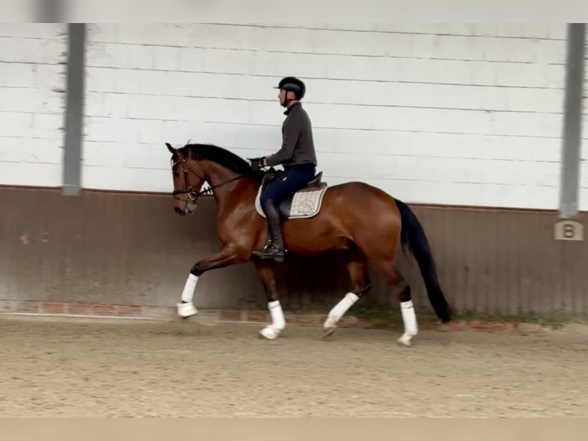 Oldenbourg Hongre 5 Ans 169 cm Bai in Lohne (Oldenburg)