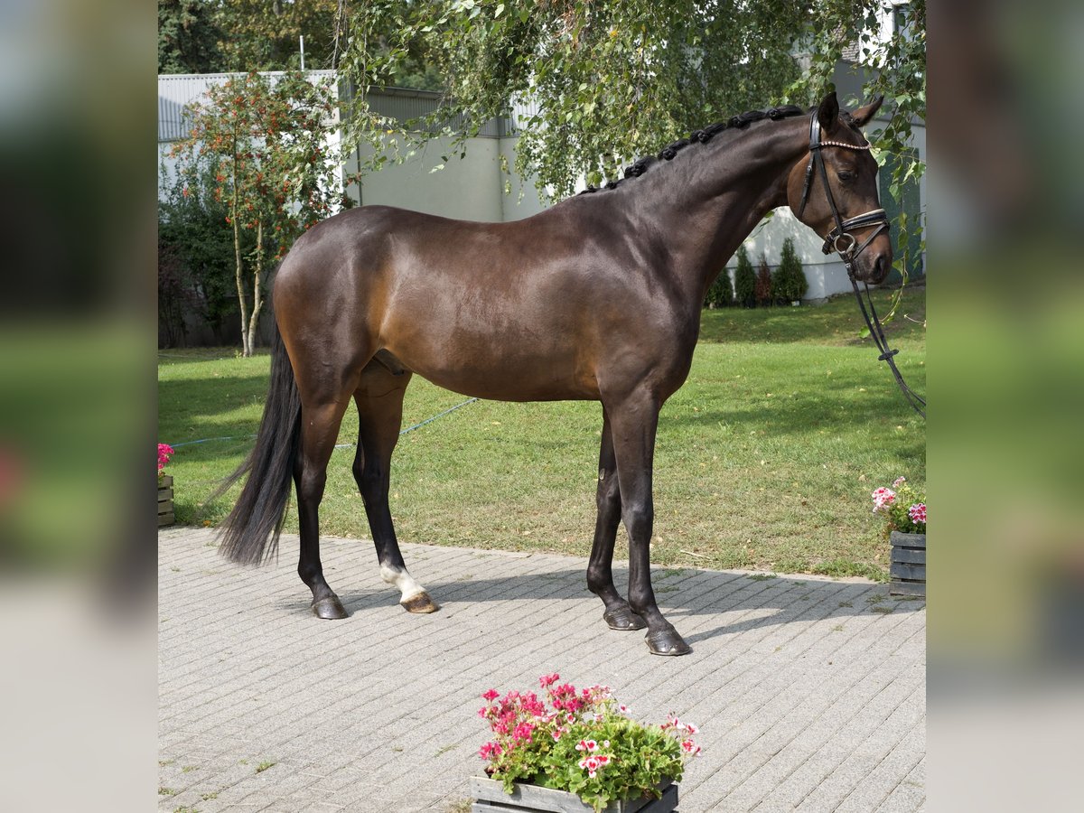 Oldenbourg Hongre 5 Ans 169 cm Bai in Groß Kreutz