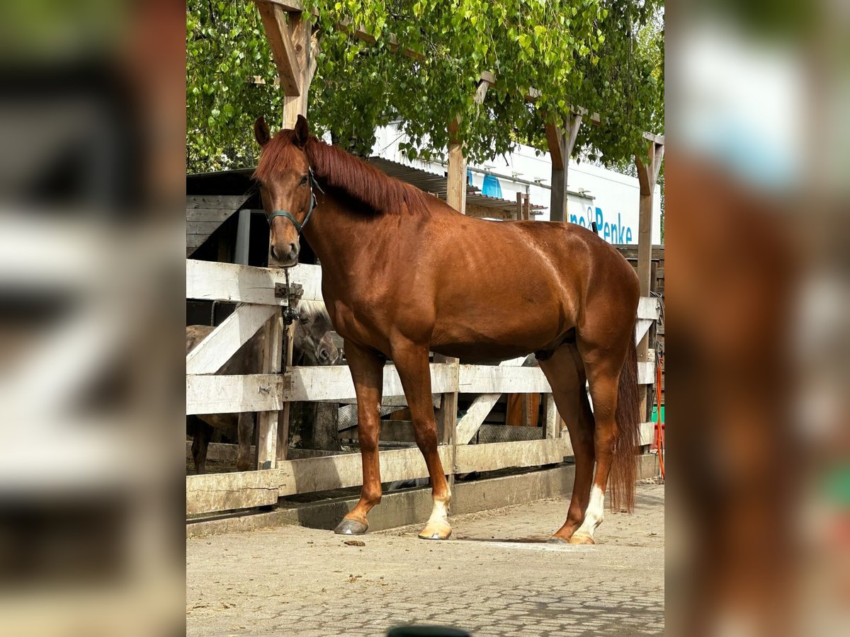 Oldenbourg Hongre 5 Ans 170 cm Alezan cuivré in Ingolstadt