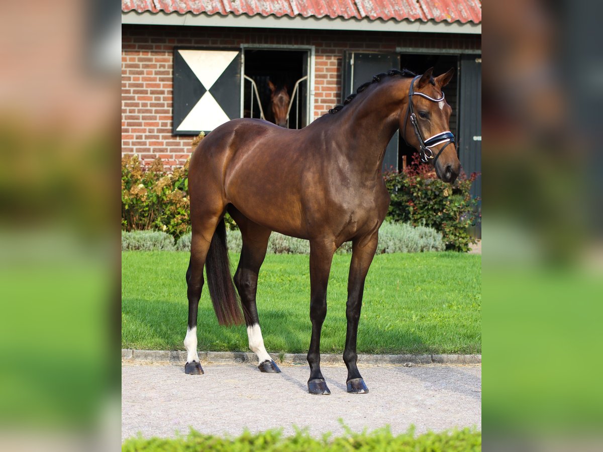 Oldenbourg Hongre 5 Ans 170 cm Noir in Rees