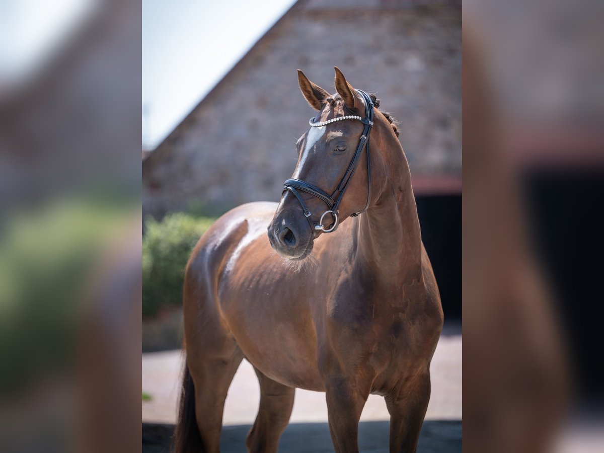 Oldenbourg Hongre 5 Ans 172 cm Alezan brûlé in Bramschw