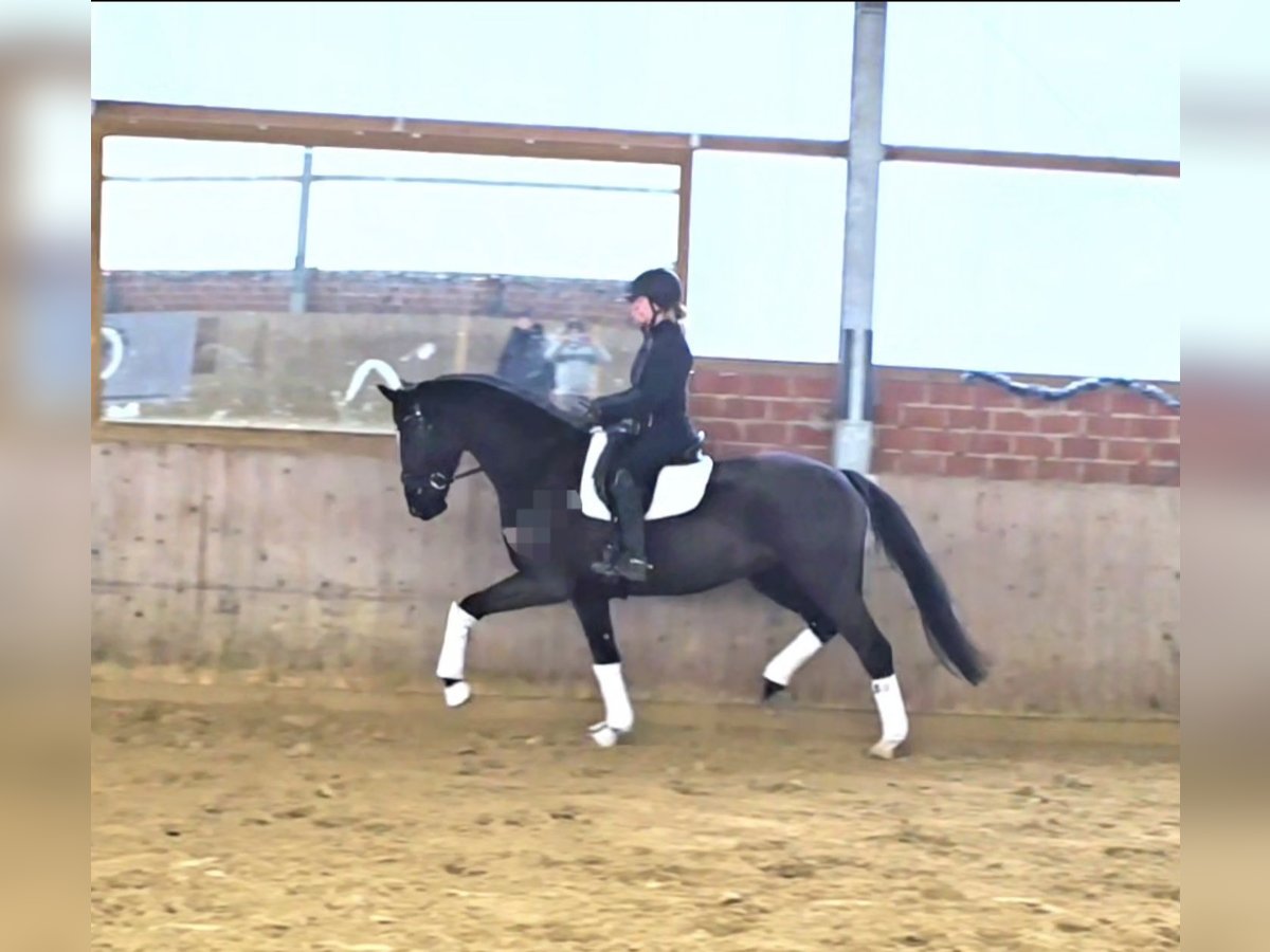 Oldenbourg Hongre 5 Ans 172 cm Bai brun foncé in Warendorf