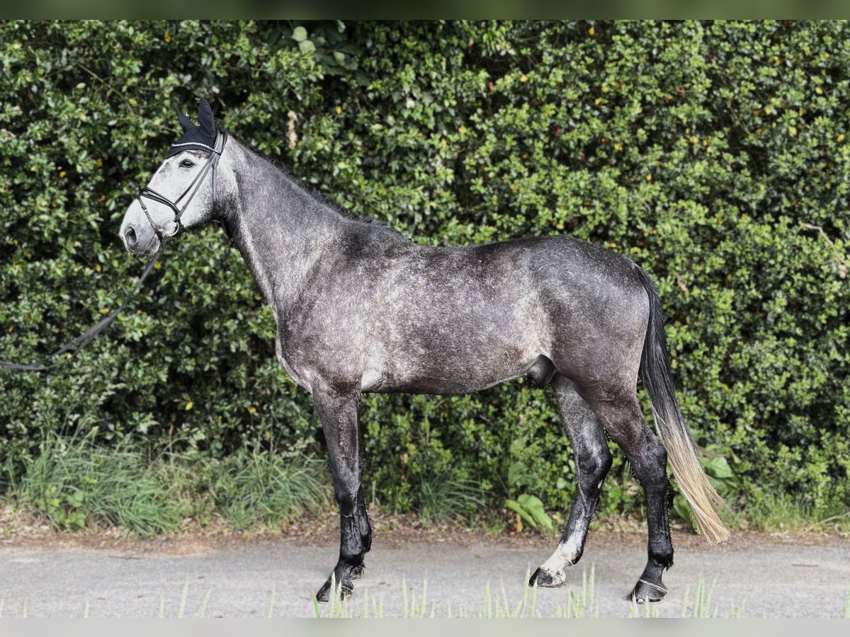 Oldenbourg Hongre 5 Ans 172 cm Gris in Freren