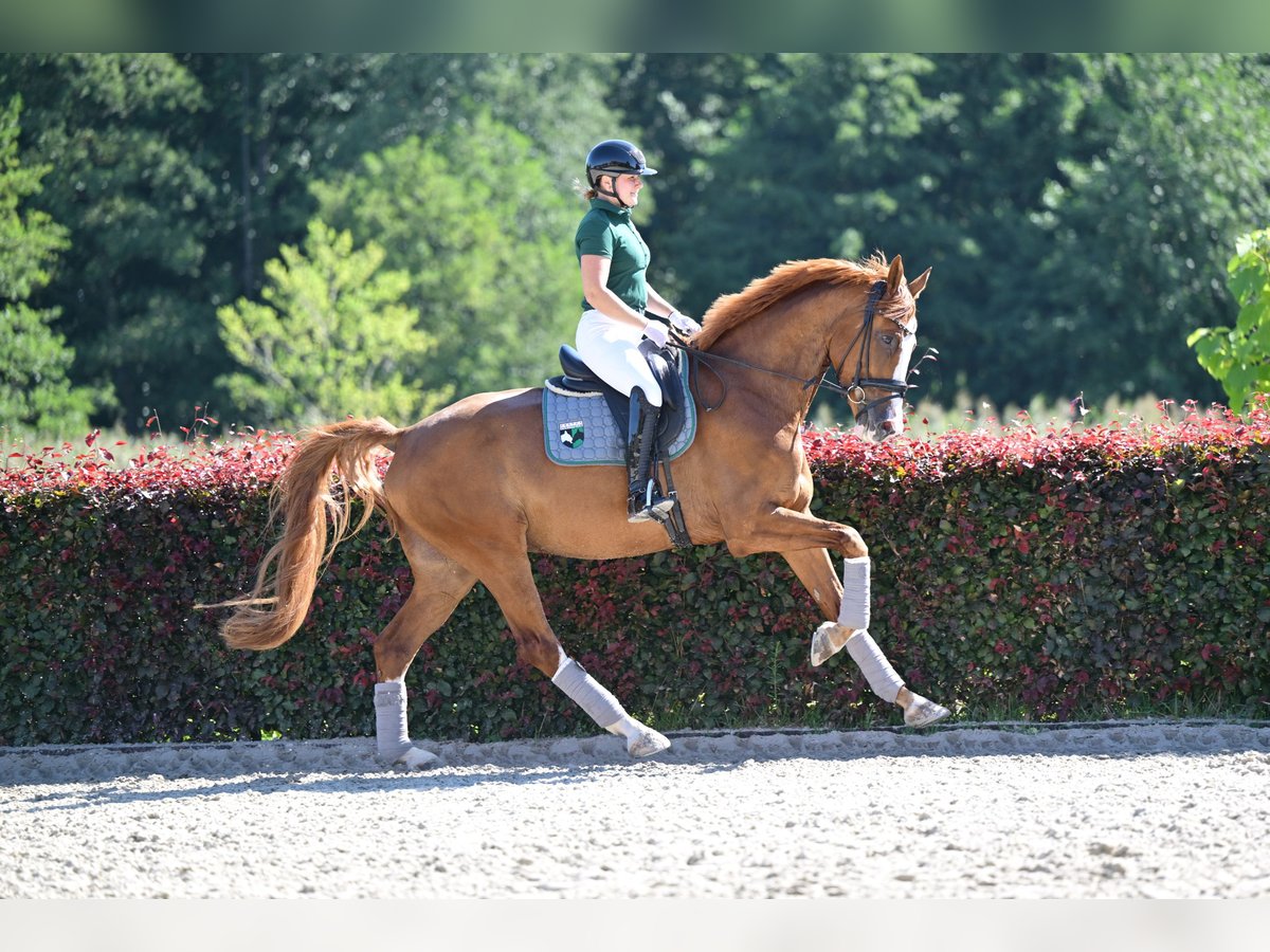 Oldenbourg Hongre 5 Ans 173 cm Alezan in Saalow