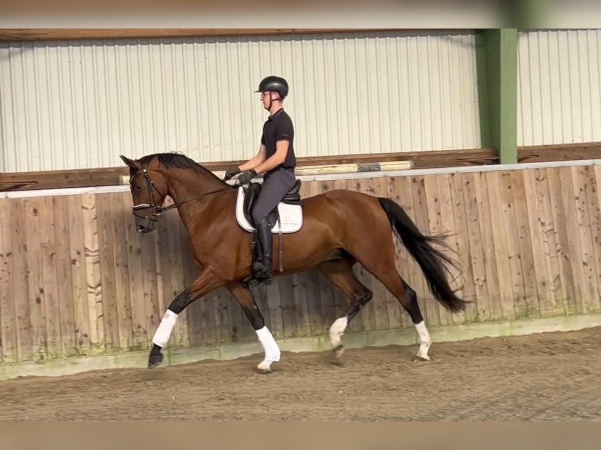 Oldenbourg Hongre 5 Ans 173 cm Bai in Stuhr