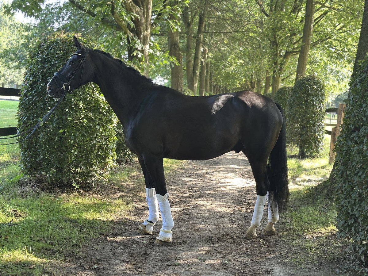 Oldenbourg Hongre 5 Ans 173 cm Noir in B&#xFC;nde