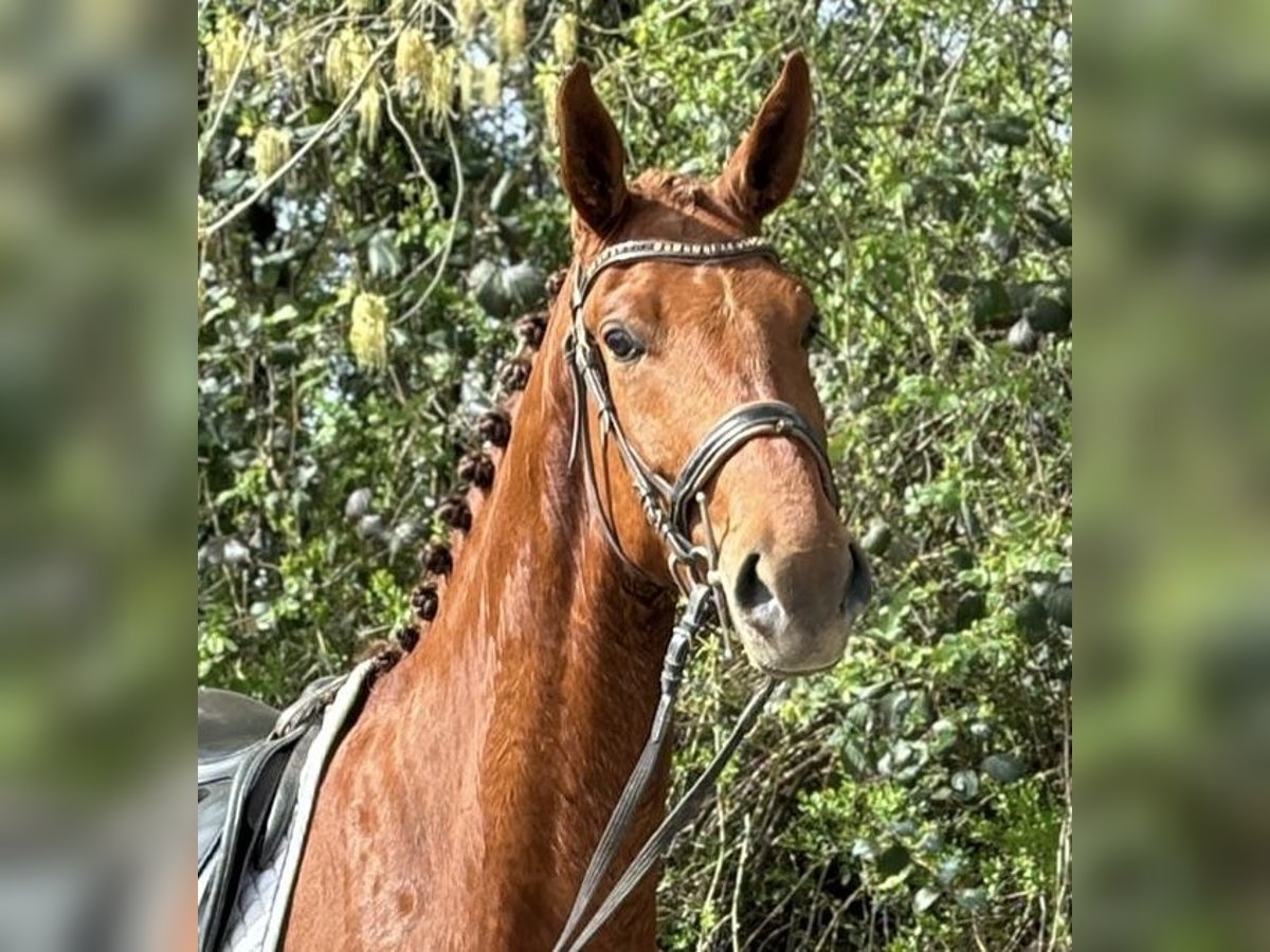 Oldenbourg Hongre 5 Ans 174 cm Alezan in Lahr/Schwarzwald