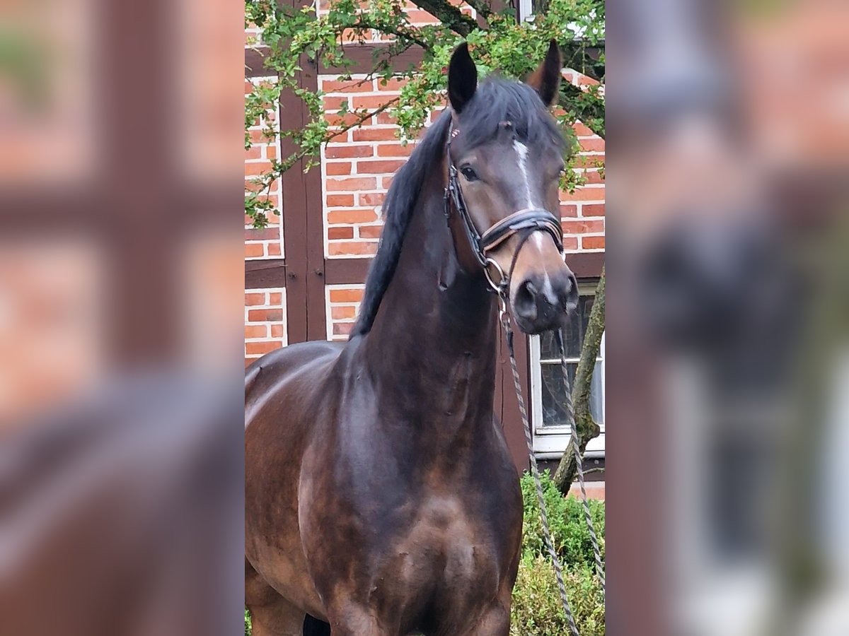 Oldenbourg Hongre 5 Ans 174 cm Bai brun in Warendorf