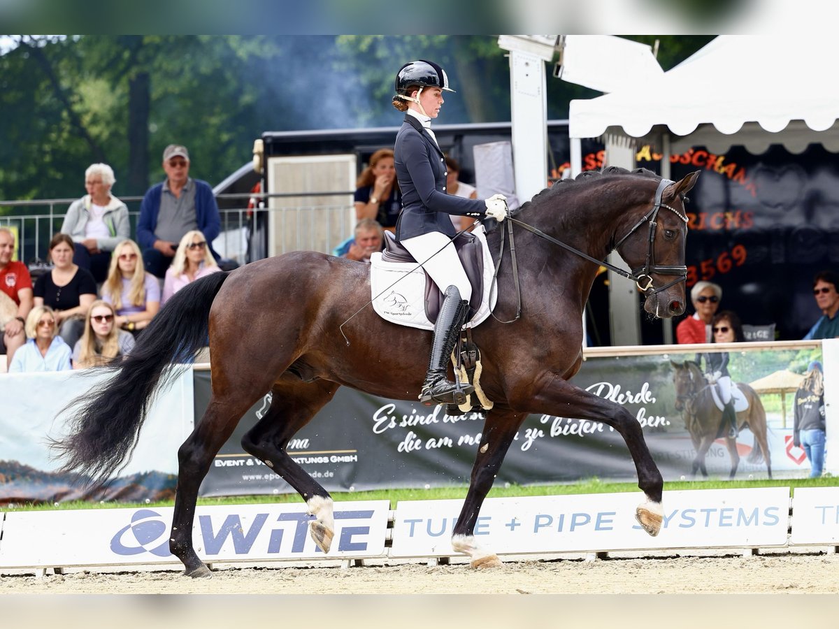 Oldenbourg Hongre 5 Ans 176 cm Bai brun foncé in Lohne (Oldenburg)