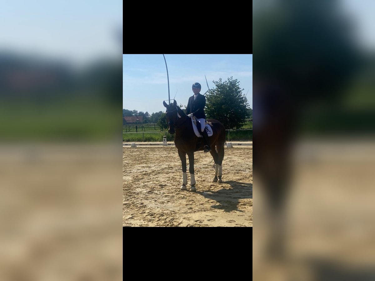 Oldenbourg Hongre 5 Ans 177 cm Bai brun in Greven