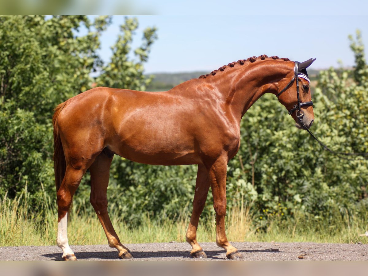 Oldenbourg Hongre 5 Ans 178 cm Alezan in Klipphausen-Zehren