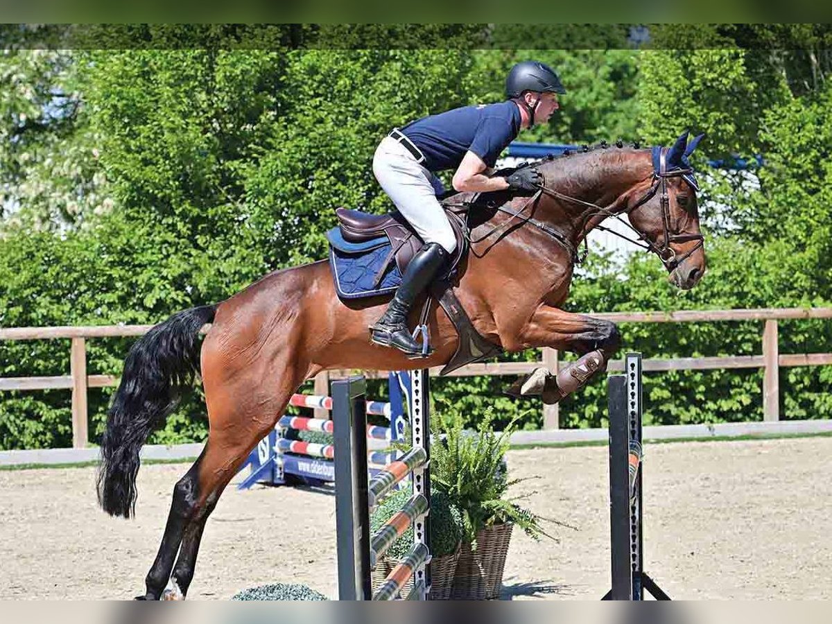 Oldenbourg Hongre 5 Ans Bai in Vechta