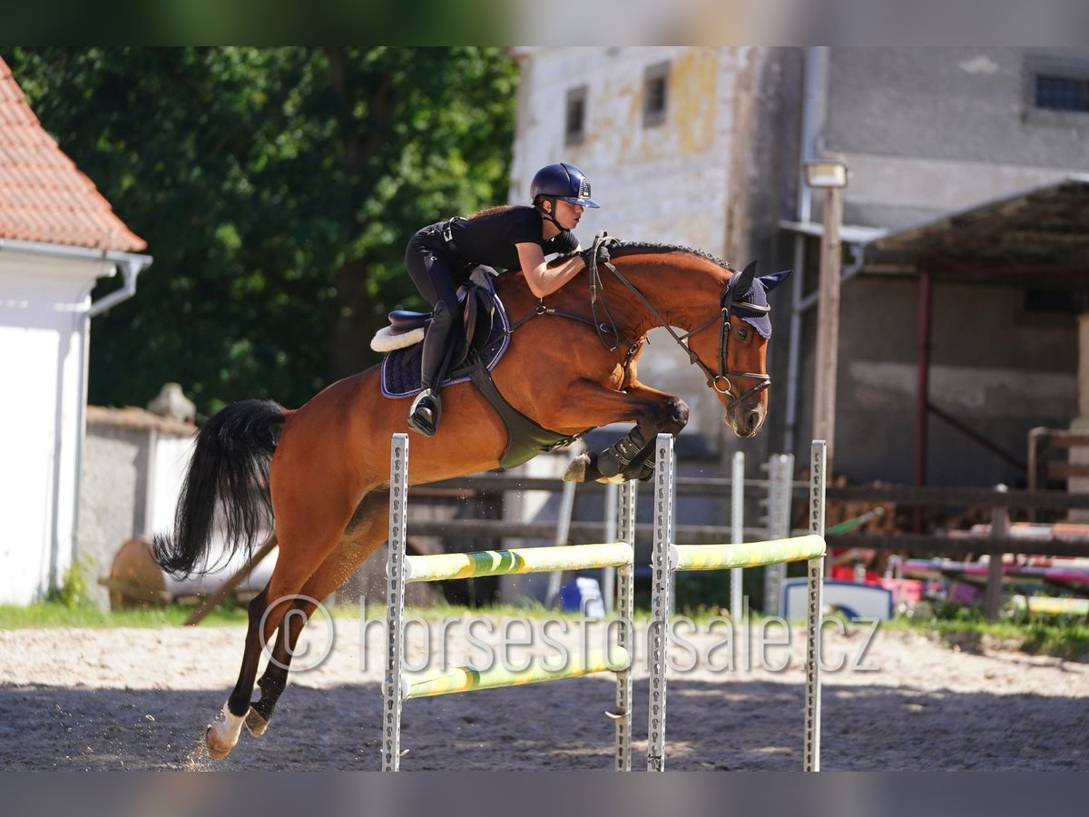 Oldenbourg Hongre 6 Ans 164 cm Bai in Benesov