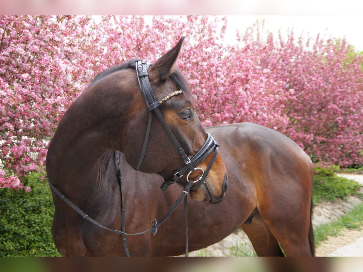 Oldenbourg Hongre 6 Ans 165 cm Bai in Wendlingen am Neckar