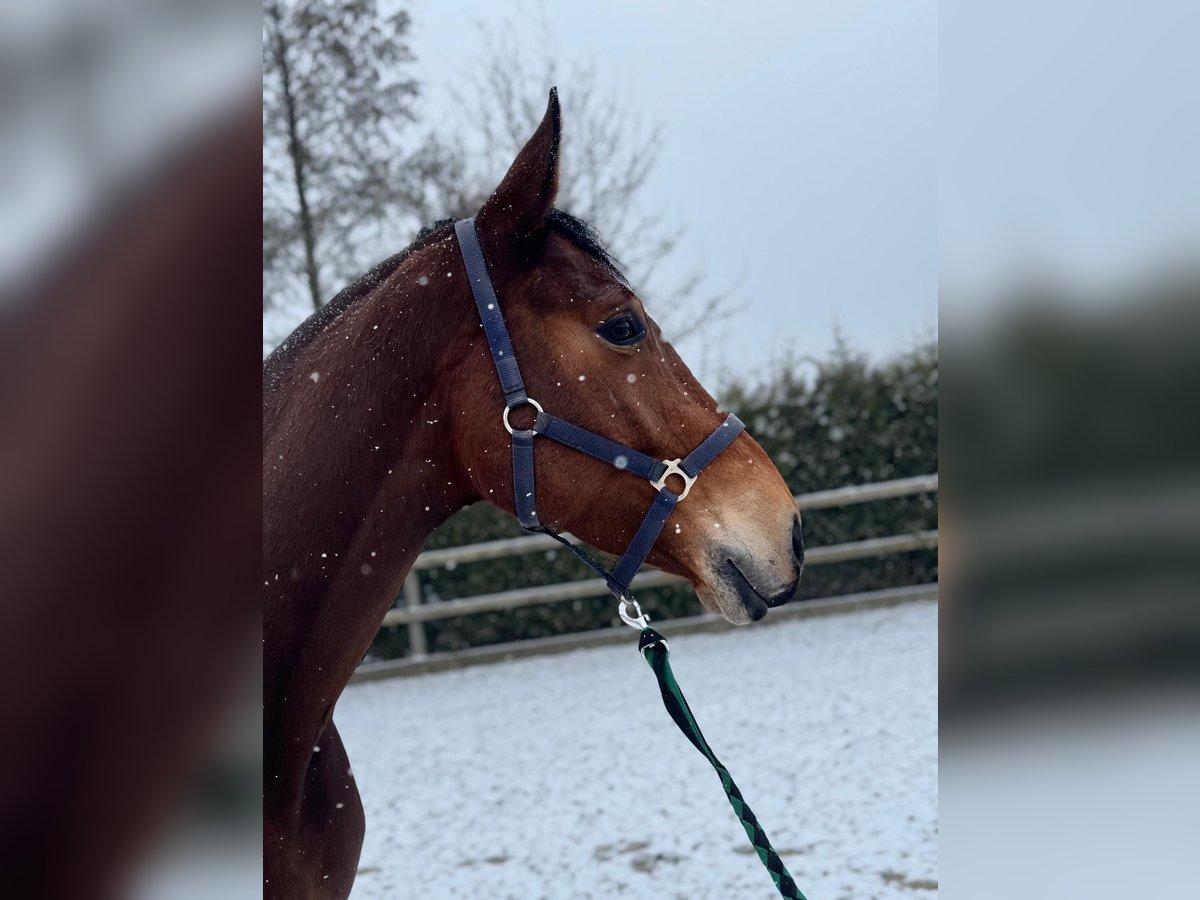 Oldenbourg Hongre 6 Ans 167 cm Bai cerise in Lohne (Oldenburg)