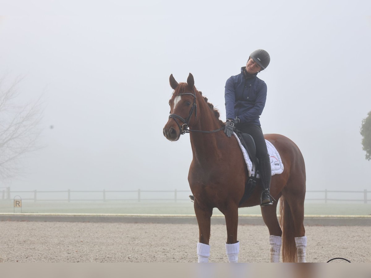 Oldenbourg Hongre 6 Ans 168 cm Alezan in Haftenkamp