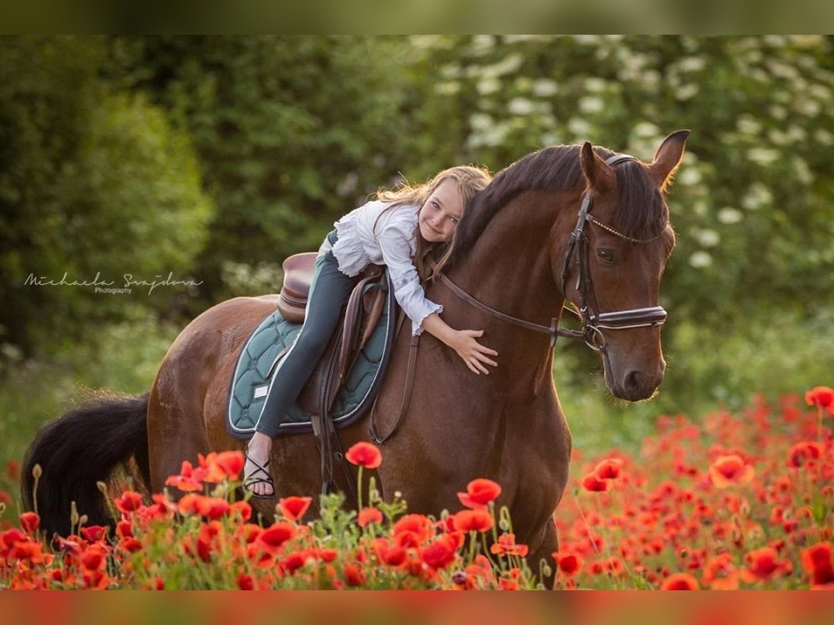 Oldenbourg Hongre 6 Ans 170 cm Bai in Zilina