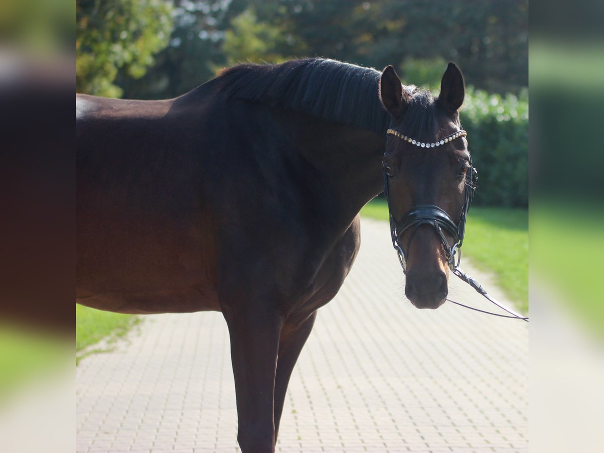 Oldenbourg Hongre 6 Ans 170 cm Bai in Warendorf Oldenbourg Hongre 6 Ans 170 cm Bai in Warendorf