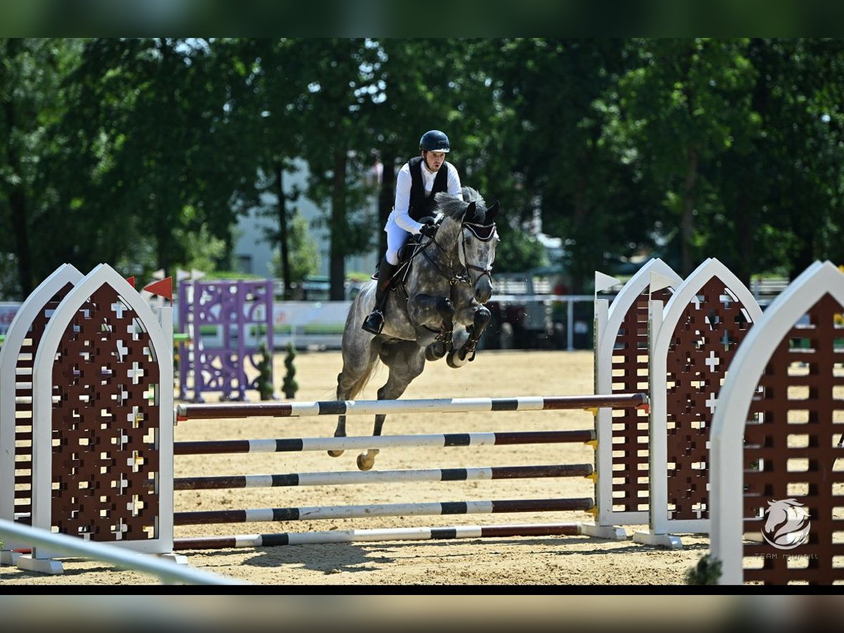 Oldenbourg Hongre 6 Ans 170 cm Gris in Schöllnach