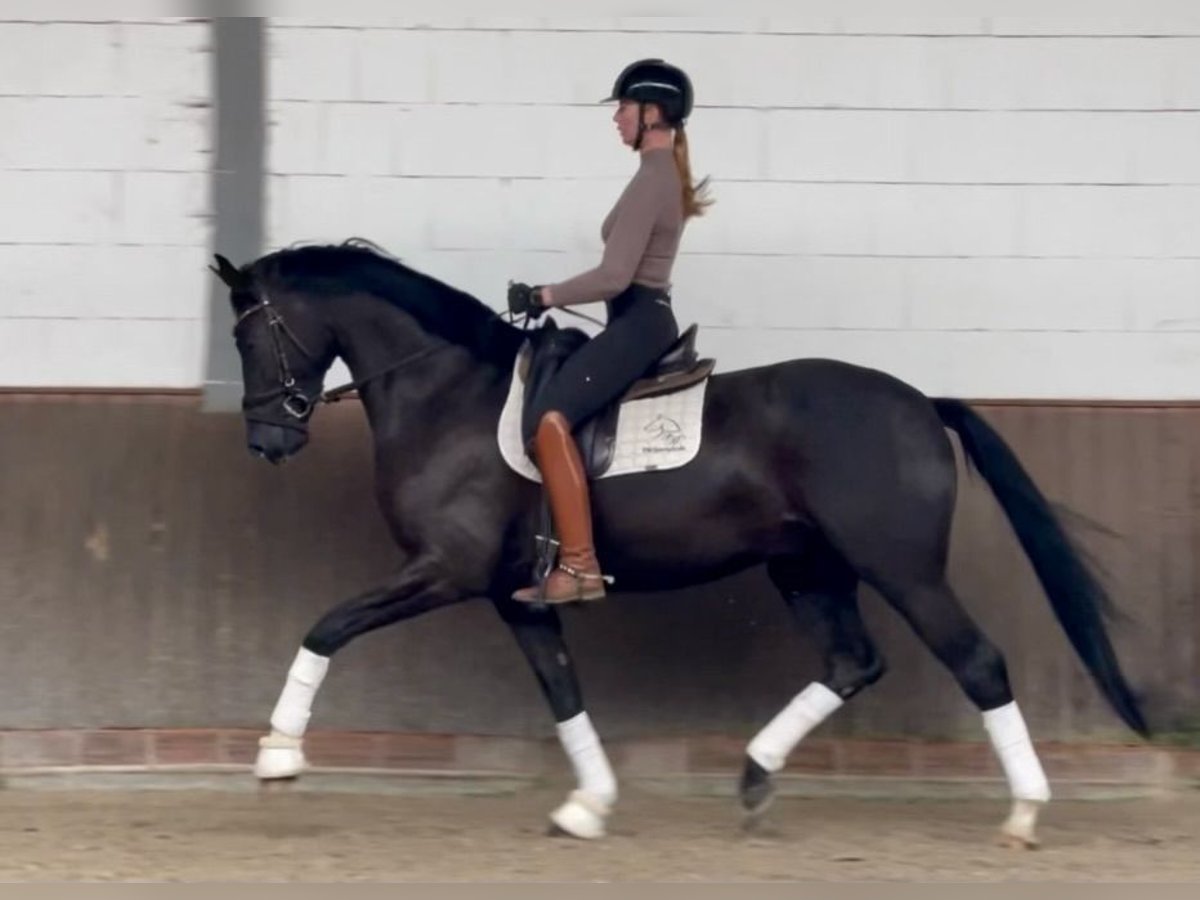 Oldenbourg Hongre 6 Ans 170 cm Noir in Lohne (Oldenburg)