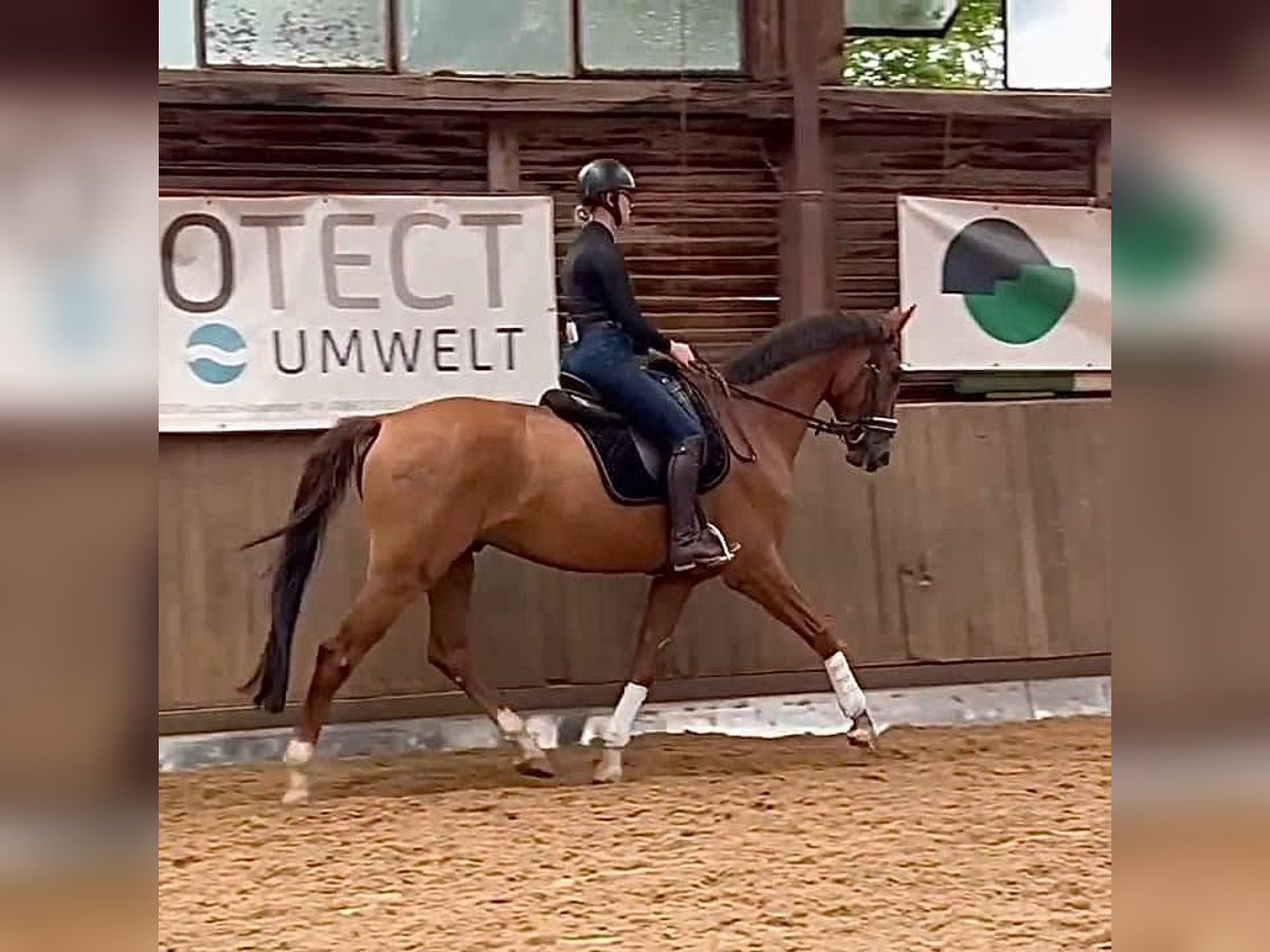 Oldenbourg Hongre 6 Ans 172 cm in Hahnbach