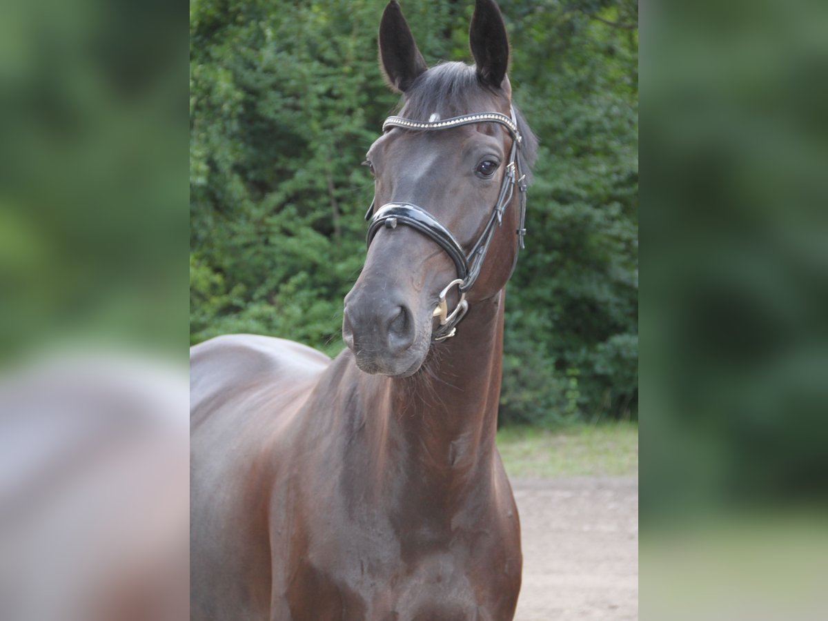 Oldenbourg Hongre 6 Ans 174 cm Bai brun foncé in Hannover