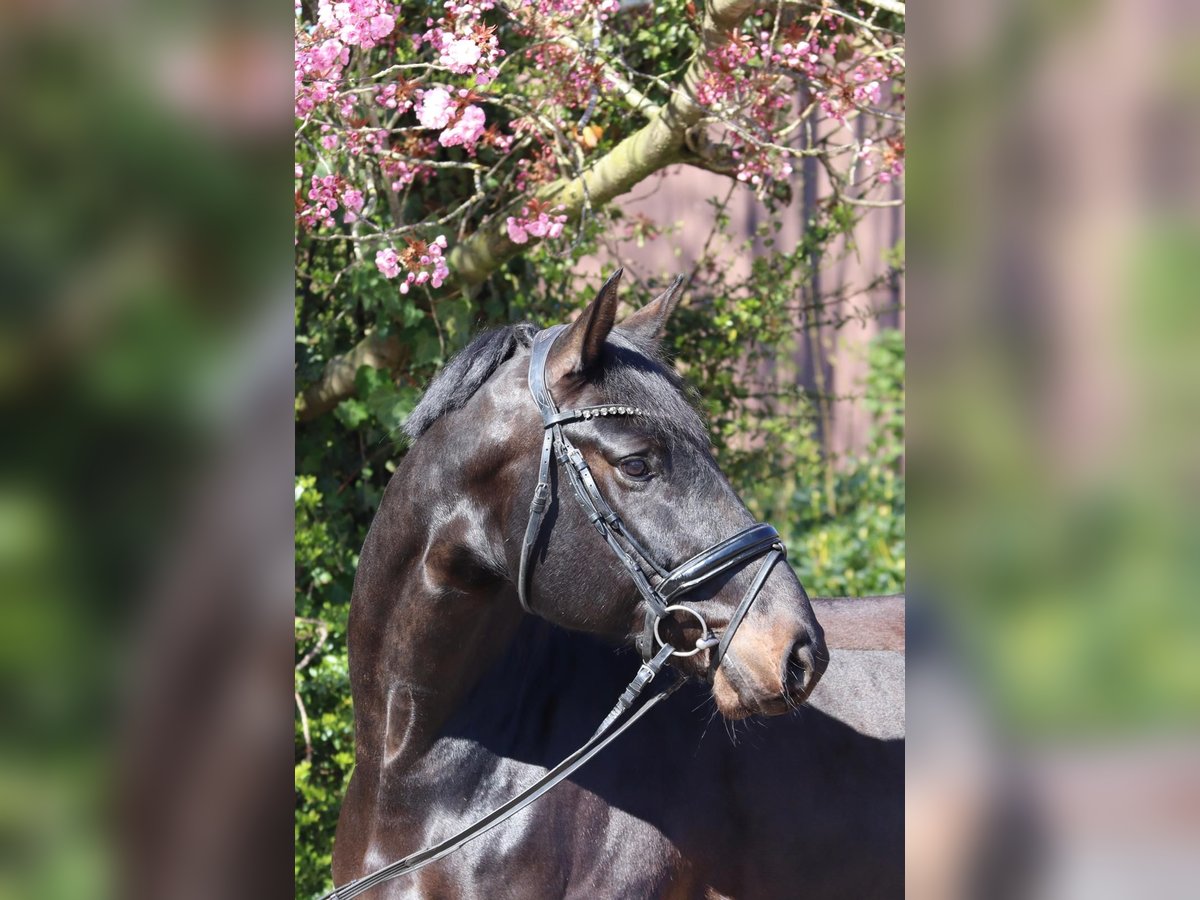 Oldenbourg Hongre 6 Ans 177 cm Bai brun foncé in Cappeln (Oldenburg)
