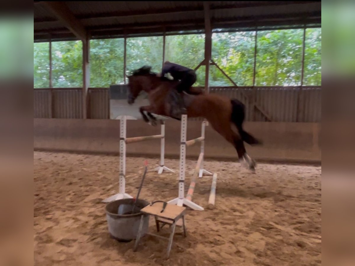 Oldenbourg Hongre 6 Ans 179 cm Bai in Kirchberg